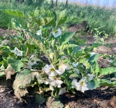 Large-flowered Ground-cherry thumbnail 2