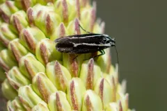 Ethmia albistrigella thumbnail 2