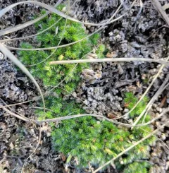 dense spikemoss thumbnail 2