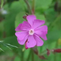 red campion thumbnail 3