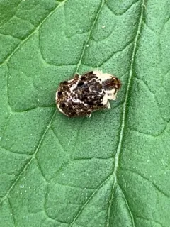 Trichodesma cristata thumbnail 2