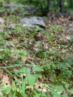 forked witchgrass thumbnail 2
