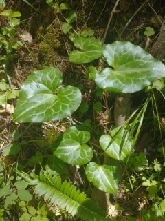 Hartweg's wild ginger thumbnail 2