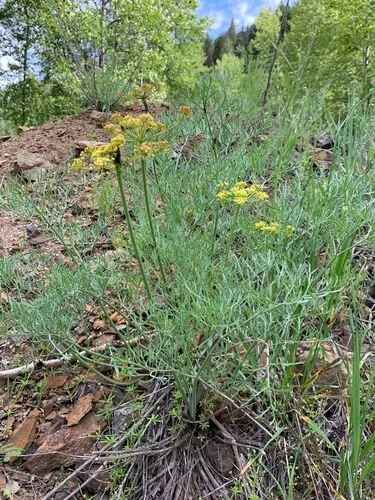 Thompson's Desert Parsley