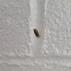 White-shouldered House Moth thumbnail 2