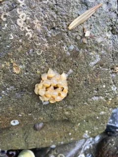 Volutharpa ampullacea thumbnail 3