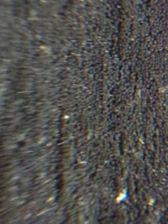 Anteaglonium abbreviatum thumbnail 1