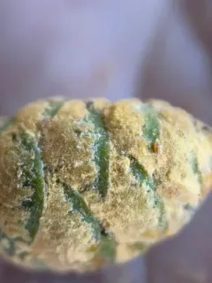 Melampsora abietis-canadensis thumbnail 3