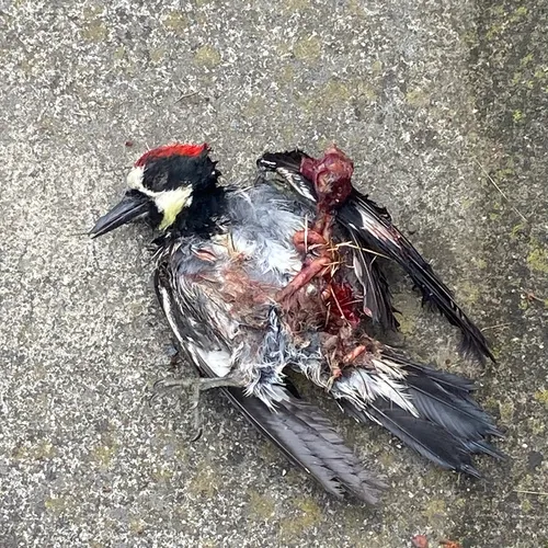 Acorn Woodpecker