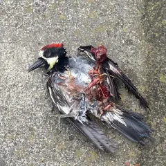 Acorn Woodpecker thumbnail 1