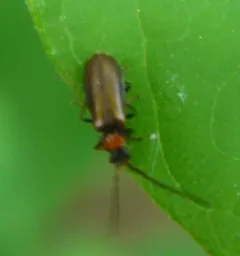 Hardy Soldier Beetle thumbnail 3