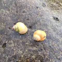 Rough Periwinkle thumbnail 3