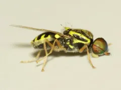 Oxycera variegata thumbnail 1