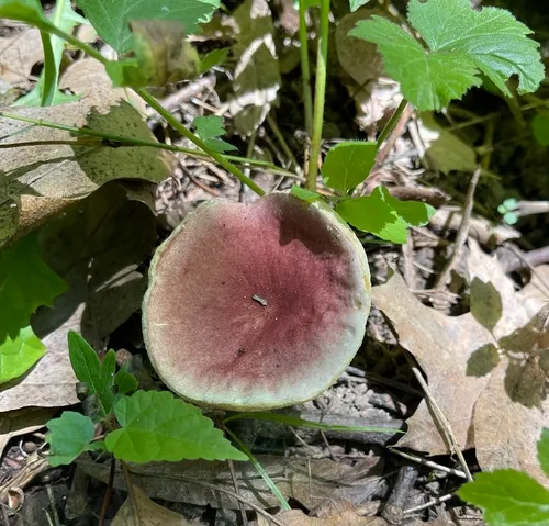Red Gyroporus