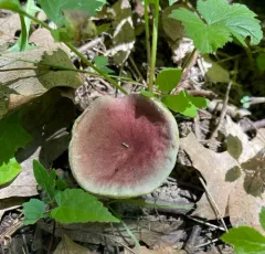 Red Gyroporus thumbnail 1