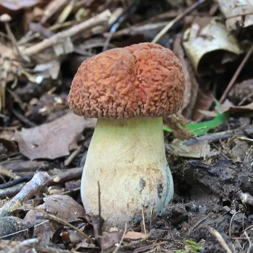 corrugated bolete
