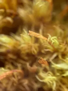 Ulota intermedia thumbnail 3