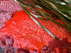 Fused Orange Social Ascidian thumbnail 1