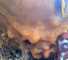 Pacific Sea Pork thumbnail 3