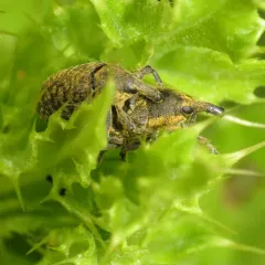 Canada Thistle Bud Weevil thumbnail 3