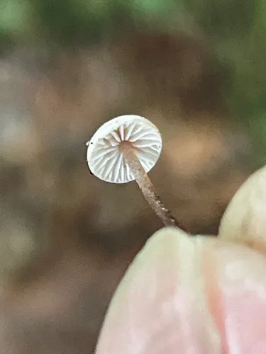 Collybiopsis californica