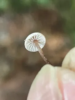 Collybiopsis californica thumbnail 1