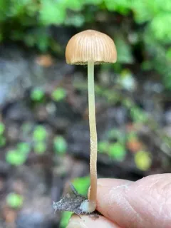 Psathyrella prona thumbnail 1
