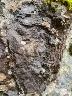 Enterographa zonata thumbnail 2