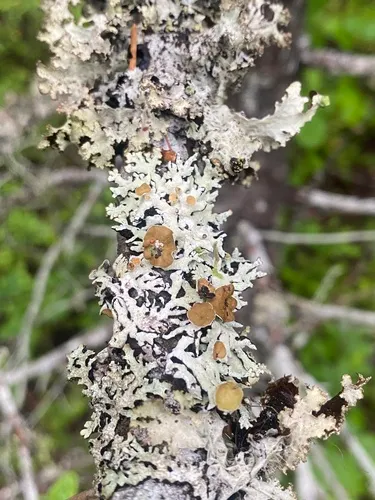 Hypogymnia recurva