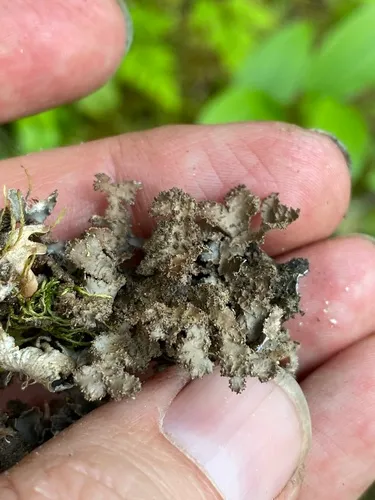 Peppered Kidney Lichen