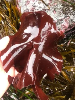 Schizymenia pacifica thumbnail 1