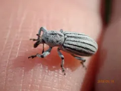 Myrmex lineatus thumbnail 4