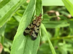 Hooded Scorpionfly thumbnail 3