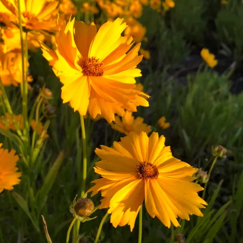 Lance-leaved Coreopsis