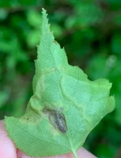 Agromyza alnibetulae thumbnail 4