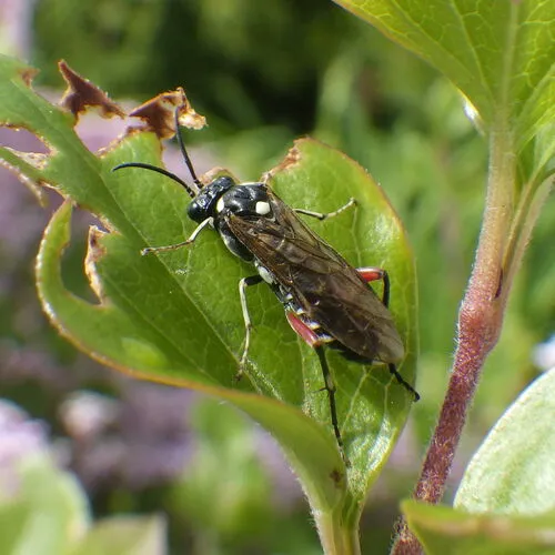 Privet Sawfly