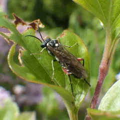 Privet Sawfly thumbnail 1