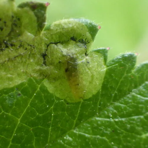 Agromyza masculina