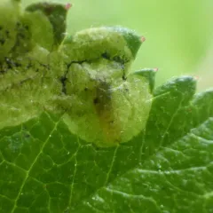 Agromyza masculina thumbnail 1