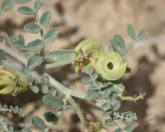 spiral-pod milk-vetch thumbnail 2