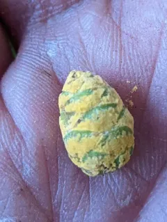 Melampsora abietis-canadensis thumbnail 2