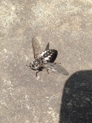 Tabanus marginalis