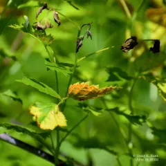 Gymnoconia peckiana thumbnail 4