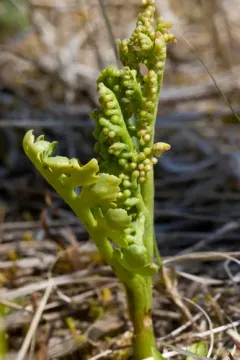 false northwestern moonwort thumbnail 2