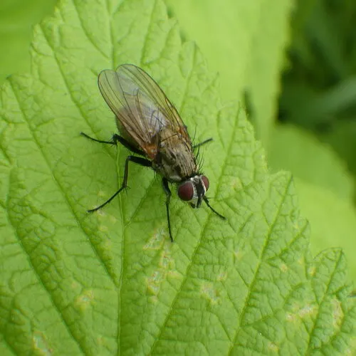 Root-fly