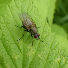 Root-fly thumbnail 1