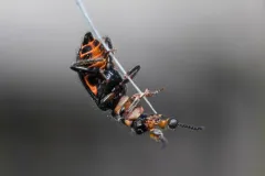 Hairy Soft-winged Flower Beetle thumbnail 2