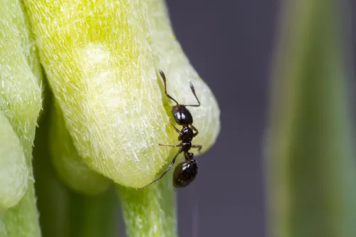 Monomorium emarginatum