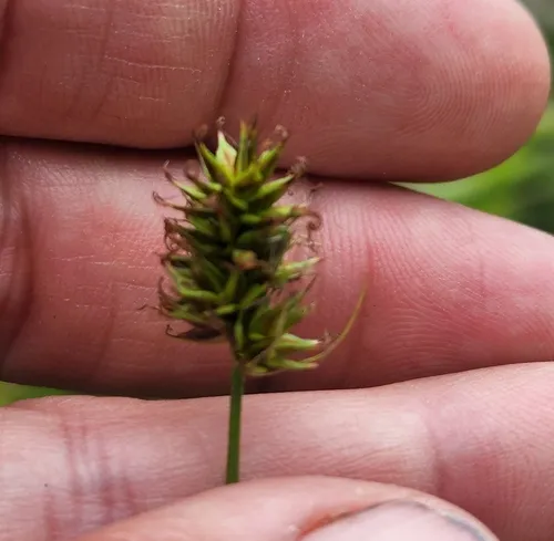 hood's sedge