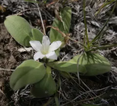 meadow stars thumbnail 2